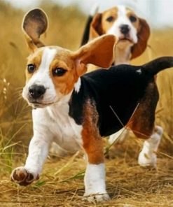 Cute Beagles Paint by numbers