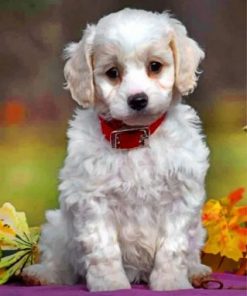 Cute Cavachon Paint by numbers