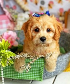 Cute Cavachon Puppy Paint by numbers