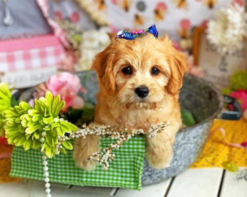 Cute Cavachon Puppy Paint by numbers
