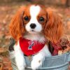 Cute Cavalier Paint by numbers