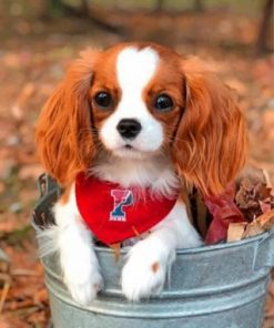 Cute Cavalier Paint by numbers