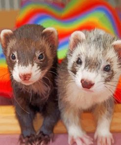 cute-ferrets-paint-by-numbers