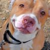 Cute Pitbull Paint by numbers