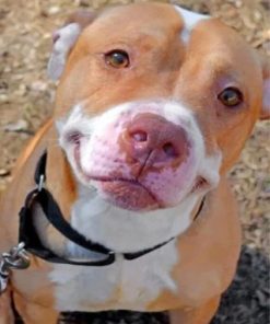 Cute Pitbull Paint by numbers