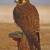 Eagle Desert Bird Paint by numbers