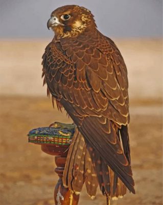 Eagle Desert Bird Paint by numbers