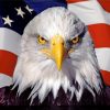 Eagle Flag Paint by numbers