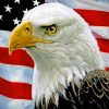 Eagle USA Flag Paint by numbers