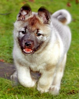 Elkhound Puppy Paint by number