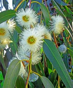 Eucalyptus Paint by numbers