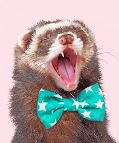 ferret-paint-by-numbers
