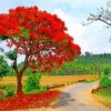 Royal Poinciana Tree Paint by numbers