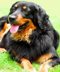 Flat Coated Retriever Paint by numbers