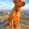 Fox Red Labrador Paint by numbers