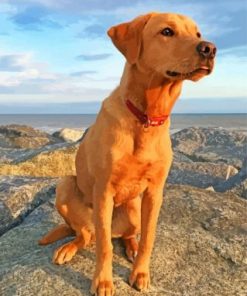 Fox Red Labrador Paint by numbers