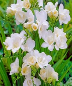 Gardenias Flowering Paint by numbers