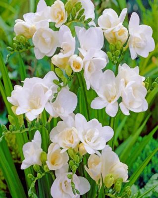 Gardenias Flowering Paint by numbers