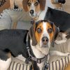 Beagles Puppies Paint by number