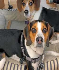 Beagles Puppies Paint by number