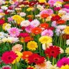 Gerbera Daisy Flowers Paint by numbers
