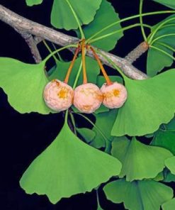 Ginko Leaves Paint by numbers