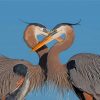 Great Blue Heron Couple paint by numbers