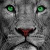 Lion With Green Eyes Paint by numbers