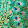 Green Peacock Feather Paint by numbers