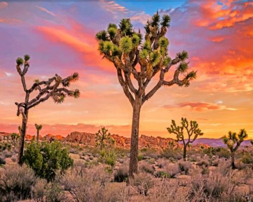 Joshua Trees And Sunset Paint by number