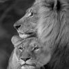 Lion and Lioness paint by numbers