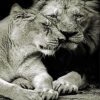 Monochrome Lion And Lioness Paint by numbers