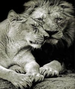 Monochrome Lion And Lioness Paint by numbers