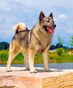 Norwegian Elkhound Dog Paint by numbers