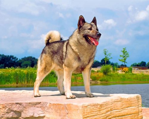 Norwegian Elkhound Dog Paint by numbers