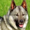 Norwegian Elkhound Paint by numbers