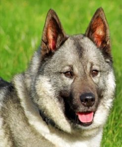 Norwegian Elkhound Paint by numbers