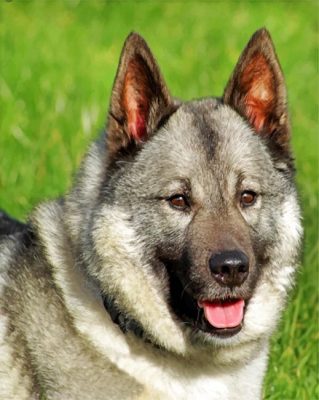 Norwegian Elkhound Paint by numbers