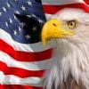 Patriotic eagle paint by numbers