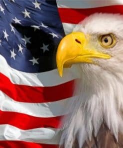 Patriotic eagle paint by numbers