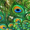 Aesthetic Peacock Feather Paint by numbers