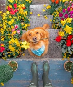 Puppy And Flowers Paint by numbers