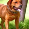 Red Fox Labrador Paint by numbers