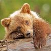 Sad Brown Baby Bear Paint by numbers