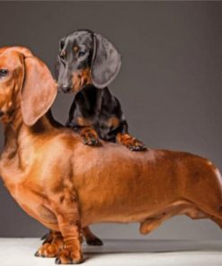 Sausage Dogs Paint by numbers