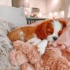 Sleepy King Charles Spaniel Paint by numbers