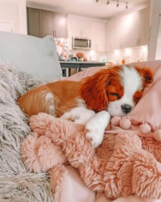 Sleepy King Charles Spaniel Paint by numbers