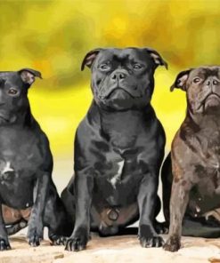 Staffy Dogs Paint by numbers