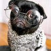 Stylish Black Pug Paint by numbers