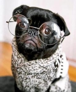 Stylish Black Pug Paint by numbers